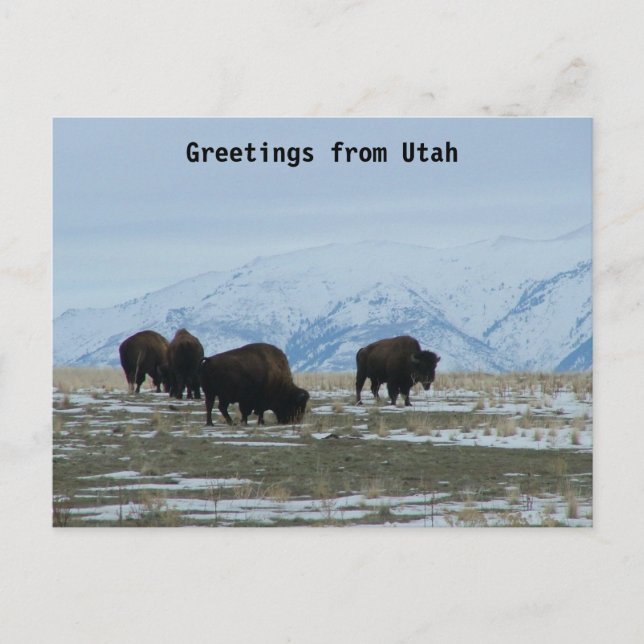 Grüße aus Utah - American Bison Postkarte (Vorderseite)