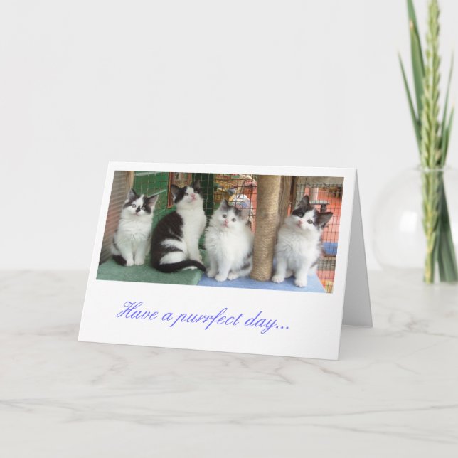 Grüße Karte: Kitten Line Up Karte (Vorderseite)