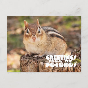 Grüße vom Poconos! Entzückender fetter Chipmunk Postkarte