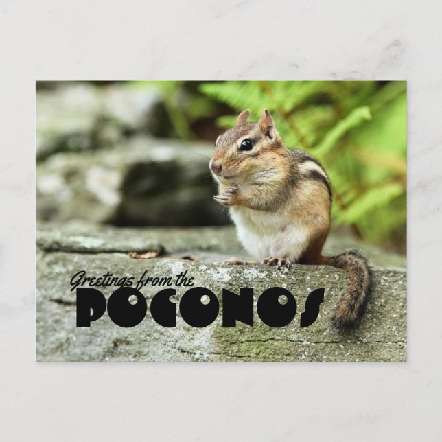 Grüße vom Poconos Mischvous Chipmunk Postkarte (Vorderseite)