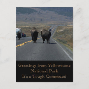 Grüße vom Yellowstone Nationalpark Postcard Postkarte