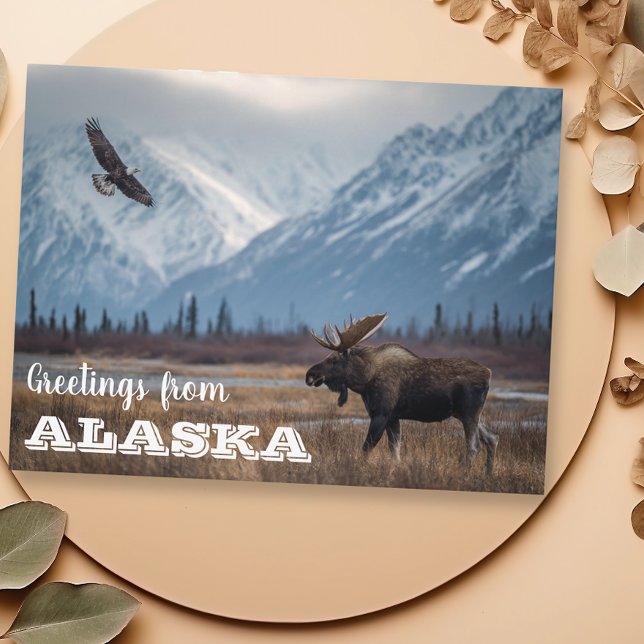 Grüße von Alaska Moose und Bald Eagle Postkarte (Von Creator hochgeladen)