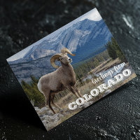 Grüße von Colorado Bighorn Schafen