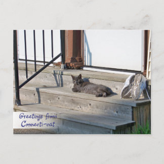 Grüße von Connecticut Cat (Connecti-cat) Postkarte