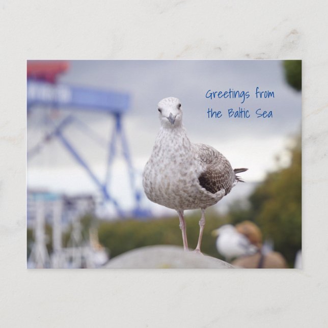 Grüße von der Ostsee - Möwe Postkarte (Vorderseite)