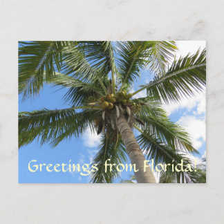 Grüße von FLorida / Kokospalme Postkarte