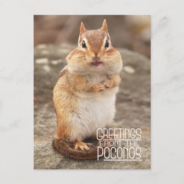 Grüße von Poconos Chipmunk Postcard Postkarte (Vorderseite)