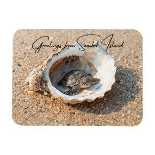 Grüße von Sanibel Island Sea Turtle in Shell Magnet