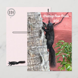 Grüße von ... Schwarzes Eichhörnchen Postkarte