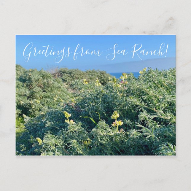 Grüße von Sea Ranch! Postkarte (Vorderseite)
