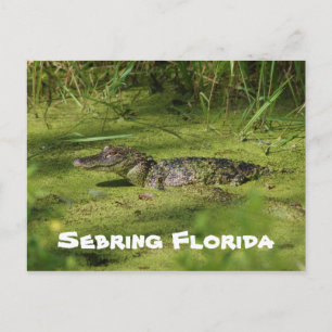Grüße von Sebring Florida Postkarte