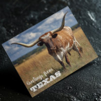 Grüße von Texas Longhorn Bull