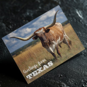 Grüße von Texas Longhorn Bull Postkarte