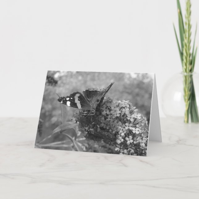 Grußkarte - Admiral Schmetterling in Schwarz & Wei Karte (Vorderseite)