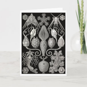 Grußkarte "Amphoridea; oder, Star-Animals" Karte