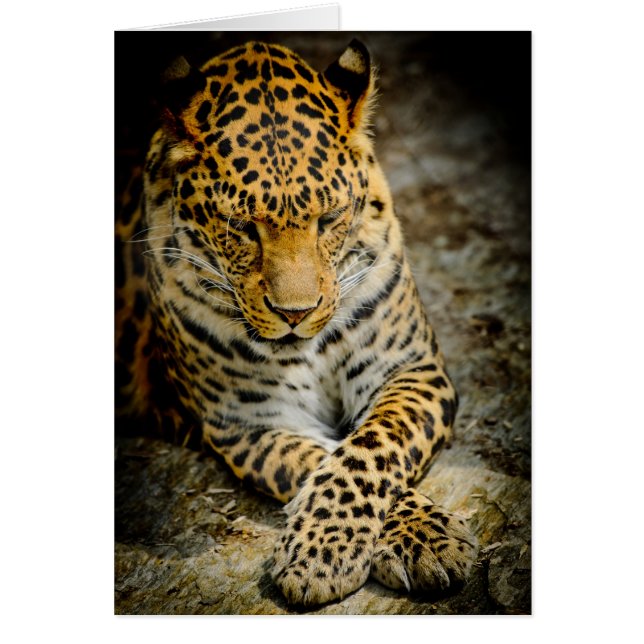 Grußkarte aus Leopard (Vorne)