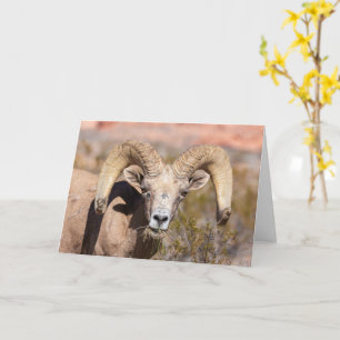 Grußkarte Bighorine Sheep Masculine Karte
