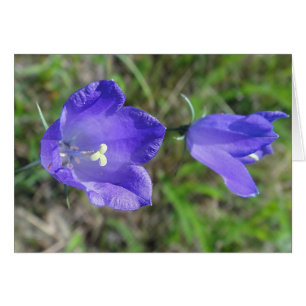 Grusskarte blaues Glockenblumenpaar, blanko