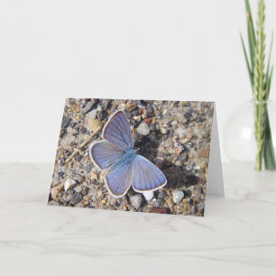 Grusskarte Bläuling, Decke Karte