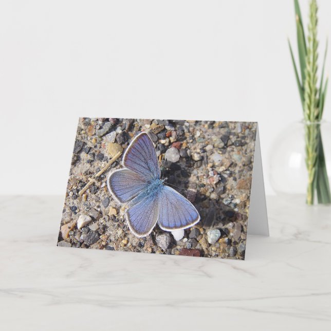 Grusskarte Bläuling, Decke Karte (Vorderseite)