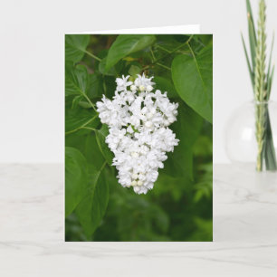 Grußkarte der weißen lila Blume Karte