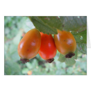 Grusskarte drei Hagebutten, blanko