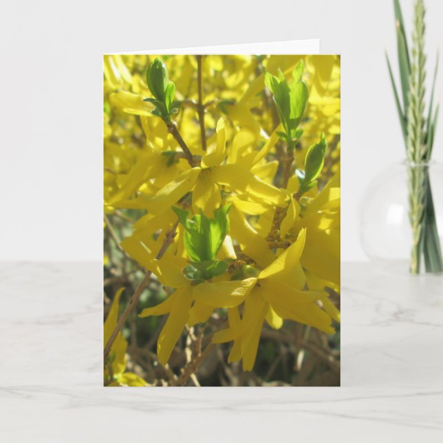 Grußkarte - Forsythia Feiertagskarte (Vorderseite)