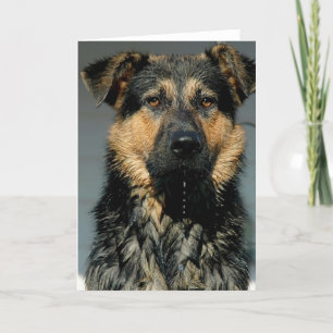 Grußkarte für den deutschen Schäferhund Karte
