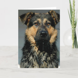 Grußkarte für den deutschen Schäferhund Karte