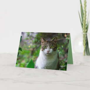 Grußkarte für Gartenkatzen Karte