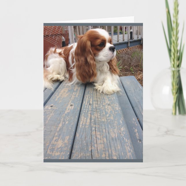 Grußkarte für Hunde Karte (Vorderseite)