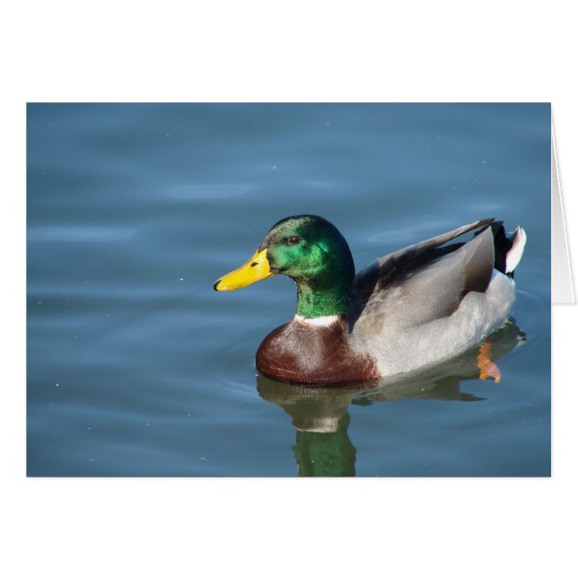 Grußkarte für Mallard Duck Jeden Anlasses (Vorderseite (Horizontal))