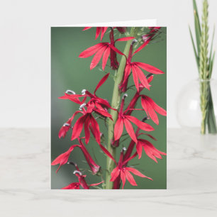 Grußkarte für Red Kardinal Blume Karte
