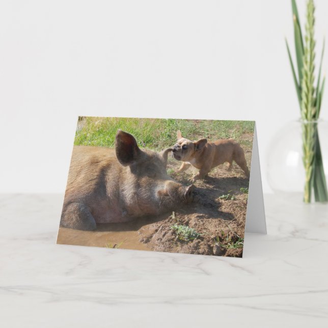 Grußkarte für Schweine Karte (Vorderseite)