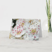 Grußkarte für White Hawthorn-Blume