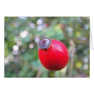 Grusskarte Hagebutte, blanko