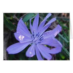 Grusskarte hübsche blaue Wildblume, blanko