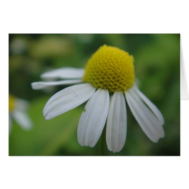 Grusskarte Kamillenblüte , decke (Vorderseite (Horizontal))