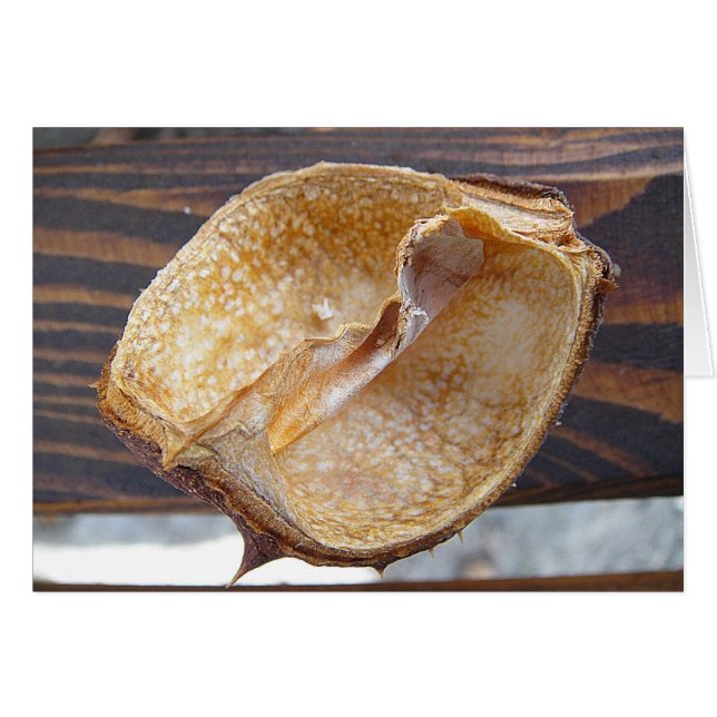 Grusskarte Kastanienpauschal (Vorderseite (Horizontal))