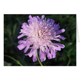 Grusskarte lila Scabiosa, blanko, gestaltbar
