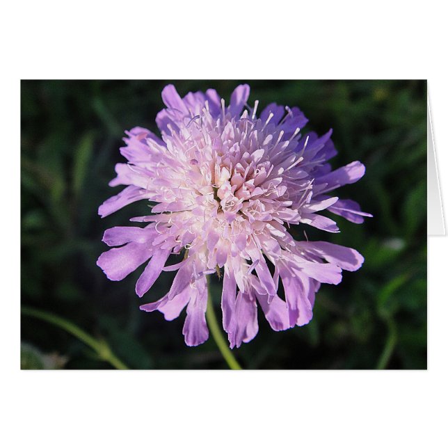 Grusskarte lila Scabiosa, blanko, gestaltbar (Vorderseite (Horizontal))