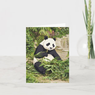 Grußkarte mit Panda, der Bambus isst Karte
