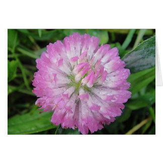 Grußkarte nass pink Kleeblüte, leer