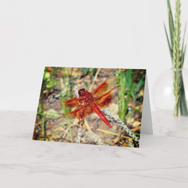 Grußkarte Orange Dragonfly Karte (Vorderseite)