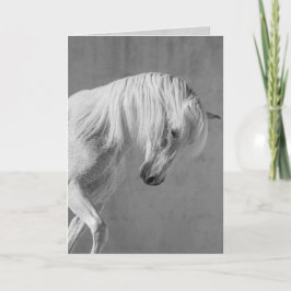 Grußkarte Pferd - Der weiße Stallion sieht nach un Karte