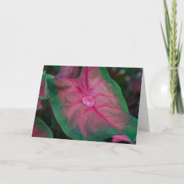 Grußkarte - Raindrops im Garten Karte