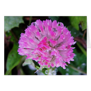 Grusskarte rosa Kleeblüte mit Eiskristallen