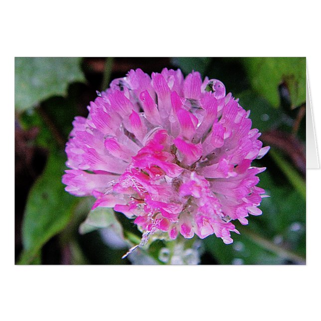 Grusskarte rosa Kleeblüte mit Eiskristallen (Vorderseite (Horizontal))