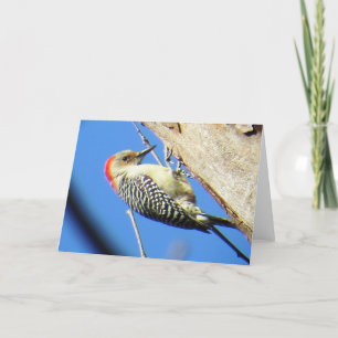 Grußkarte Rot-Böse Woodpecker Karte