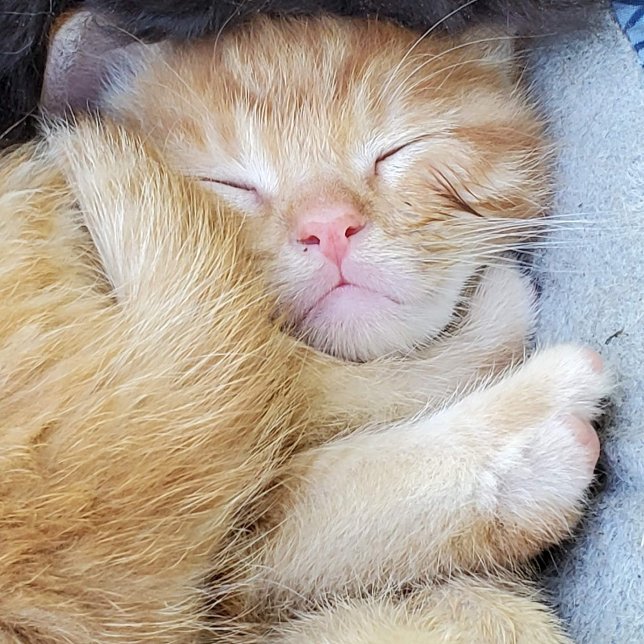 Grußkarte - Schlafkätzchen Dankeskarte (Von Creator hochgeladen)